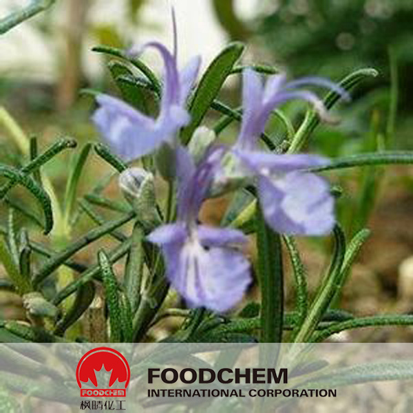 Rosemary Extract suppliers